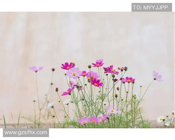 何思雨的成长之路：在风雨中绽放的青春与梦想